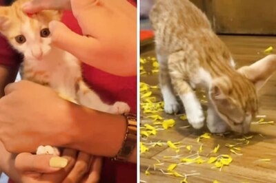 Watch: Pune-Based Company Holds 'Naamkaran' Ceremony For Rescued Cata