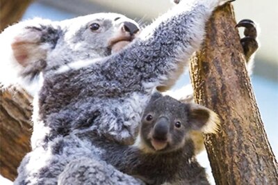 Thousands of Koalas Feared Dead in Australian Wildfires