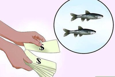 How to Keep Minnows Alive