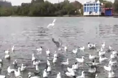 Watch: Viral Video Of Siberian Seagulls Feasting On Delicious Rajasthani Snacks