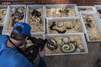 US: Hundreds of living, dead pythons found in home