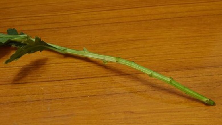 How to Prolong the Vase Life of Fresh Flowers