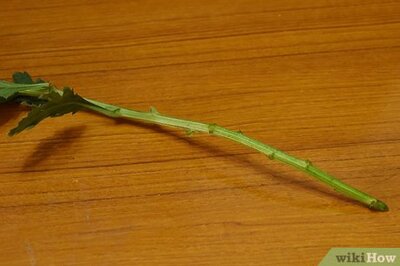 How to Prolong the Vase Life of Fresh Flowers