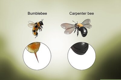 How to Identify Carpenter Bees