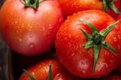 Karnataka's Kolar Model Transforms Tomato Farming In Koppal