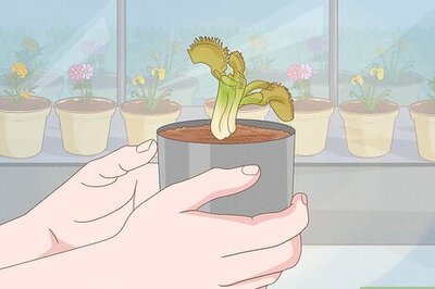 How to Choose a Venus Flytrap