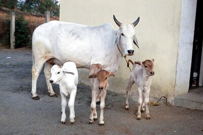 Surcharge of 10% on Stamp Duty For Cow Protection in Rajasthan