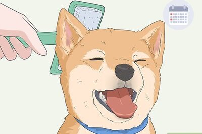 How to Control Dog Hair in Your House