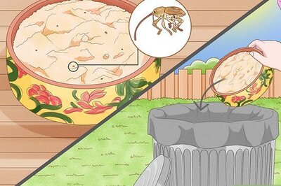 How to Get Rid of Weevils (Flour Bugs)