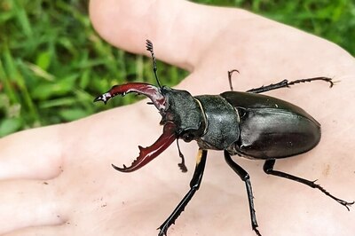 Stag Beetle, The World’s Most Expensive Insect, Costs As Much As a Luxury Car