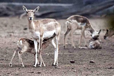 Covid, Quarantine Among Names Suggested for Newborn Animals in Colombian Zoo