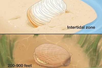What Are the Differences Between Clams and Scallops?