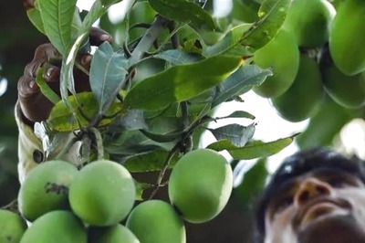 More Than Just Tasty: Mangoes and Their Health Benefits