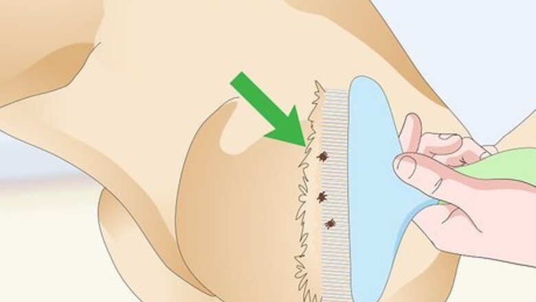 How to Treat Canine Tick Problems