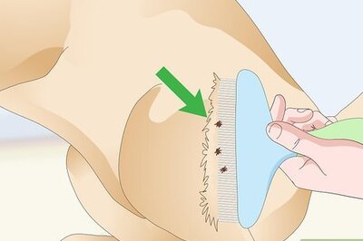 How to Treat Canine Tick Problems