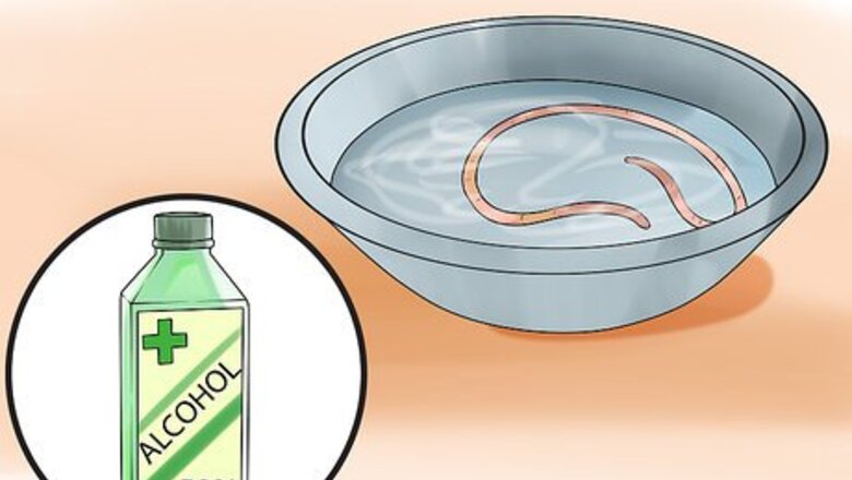 How to Dissect a Worm