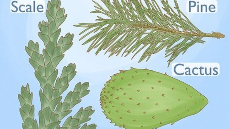 How to Identify Trees by Leaves