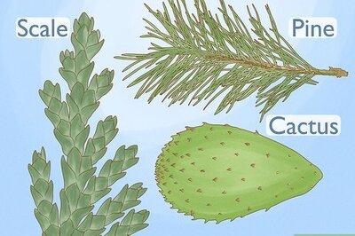 How to Identify Trees by Leaves