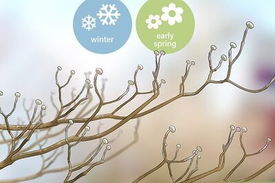 How to Prune a Dogwood Tree