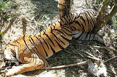 Wounded by Porcupine Quills, Tigress Stood No Chance Against Dudhwa Mob