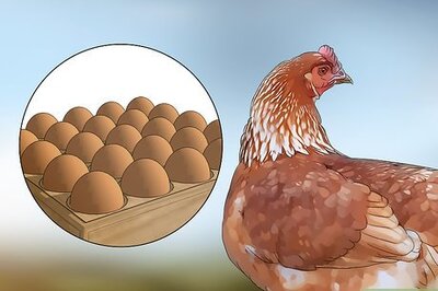Everything You Need to Know to Create a Profitable Poultry Farm