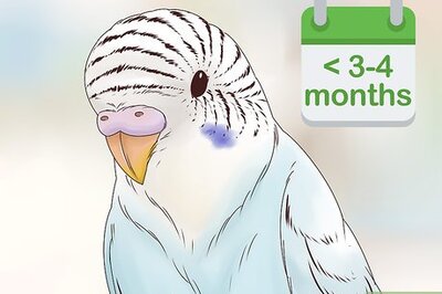 How to Tell the Age of a Budgie