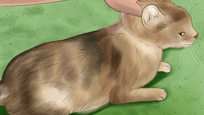 How to Detect Common Signs of Illness in Cats