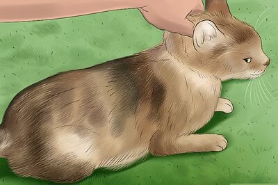 How to Detect Common Signs of Illness in Cats