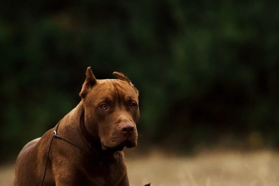 Bengaluru Poultry Farm Owner Unleashes Pet Dog on Teen As Revenge Against Parents, Arrested