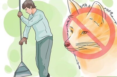 How to Deter Foxes