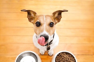 Planning A Trip To The US With Your Dog? Here’s The Latest Rules You Should Follow