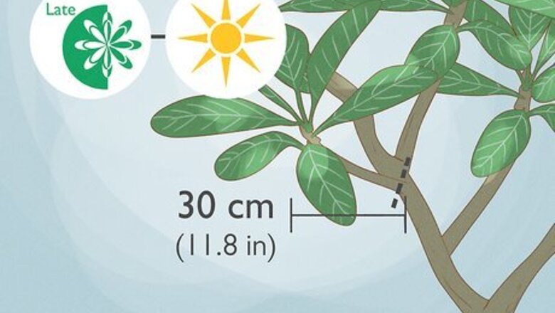 How to Propagate Frangipanis