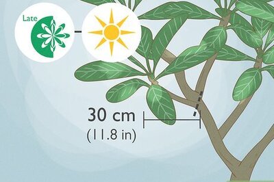 How to Propagate Frangipanis