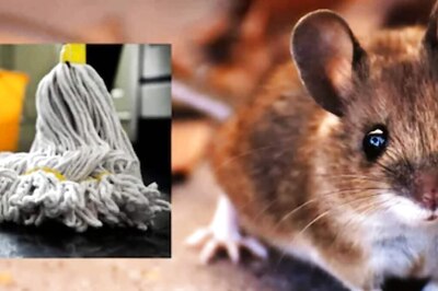 Rodent Infestation? Try This Simple Camphor Cleaning Hack