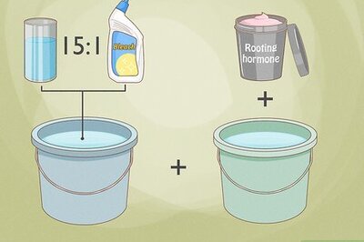 How to Divide Gerbera Daisies
