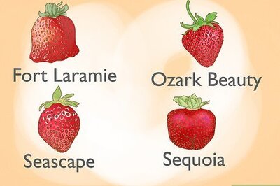 How to Plant Bare Root Strawberries