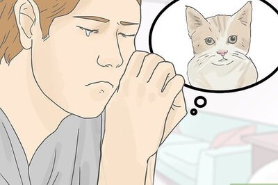 How to Cope with the Death of Your Cat