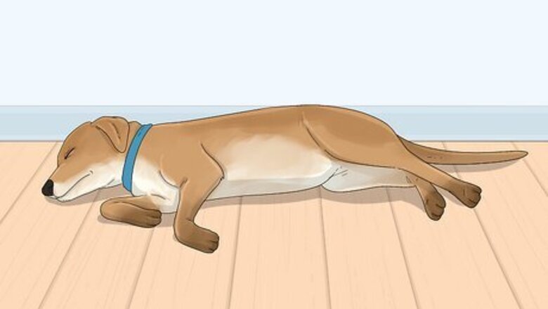 What Your Dog’s Sleeping Position Says About Their Mood & Health