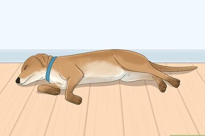 What Your Dog’s Sleeping Position Says About Their Mood & Health