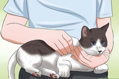 How to Give Your Cat Eye Drops