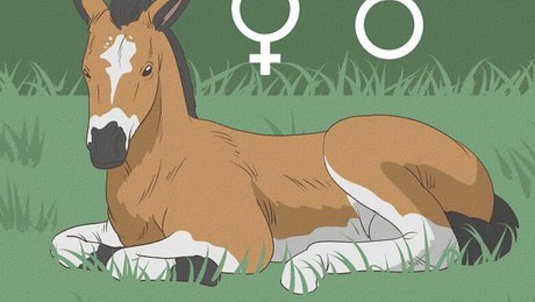 How to Tell the Sex of a Mare's Unborn Foal