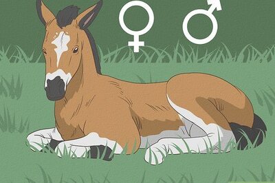 How to Tell the Sex of a Mare's Unborn Foal
