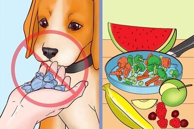 How to Keep Your Dog Safe on Halloween