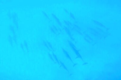 US Bans Swimming With Hawaii's Nocturnal Spinner Dolphins