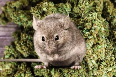 Rats Throw Rave In Louisiana Police Station, Feast On Seized Marijuana