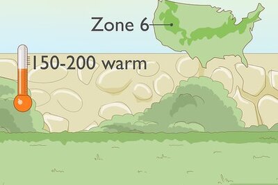 How to Grow Loofah Sponges