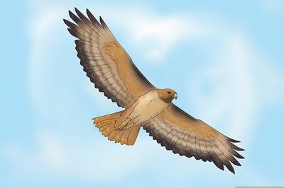 What Do Hawks Spiritually Mean?