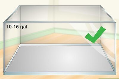 How to Care for a Fire Bellied Toad (Bombina Orientalis)