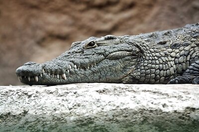 70 crocodile heads found in a freezer in Australia