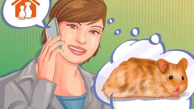 How to Choose a Healthy Hamster
